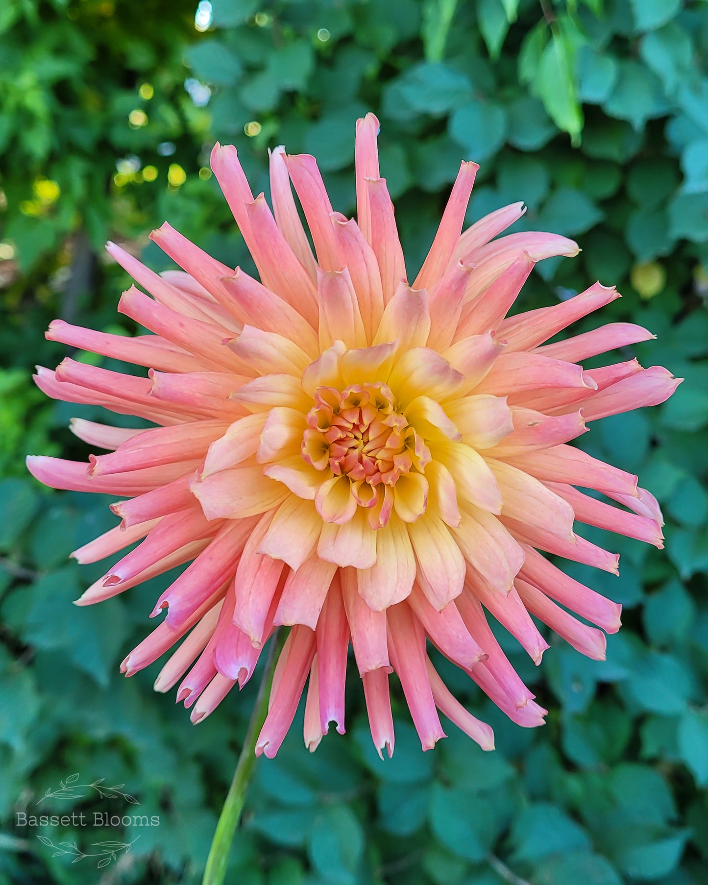 Bloomquist Karen G - Dahlia Tuber