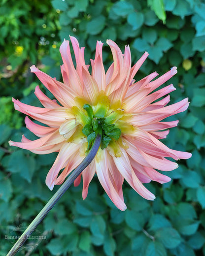 Bloomquist Karen G - Dahlia Tuber