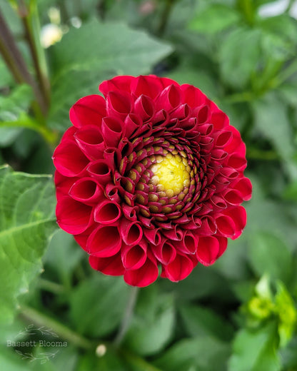 Bloomquist Paul Jr - Dahlia Tuber