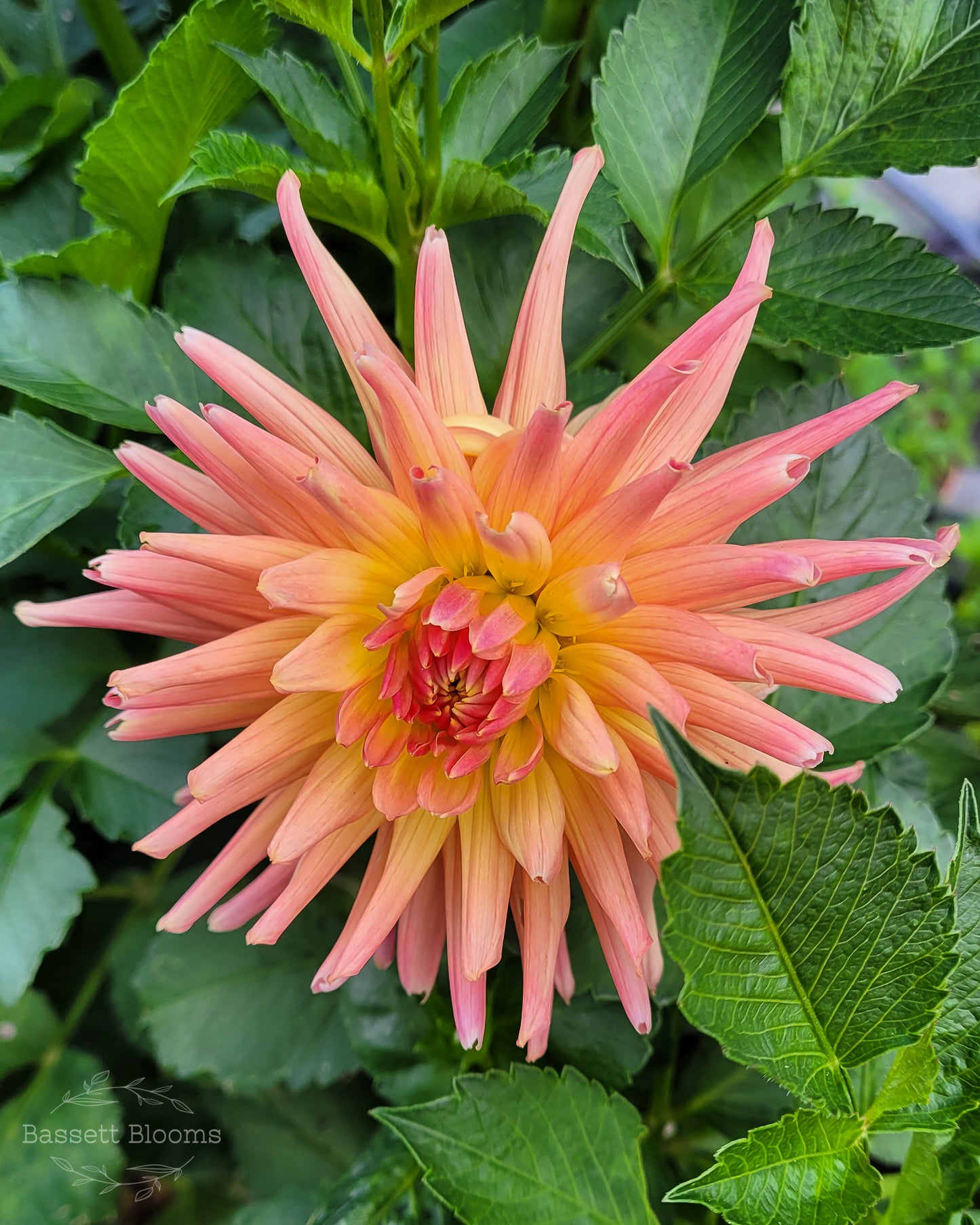 Bloomquist Karen G - Dahlia Tuber