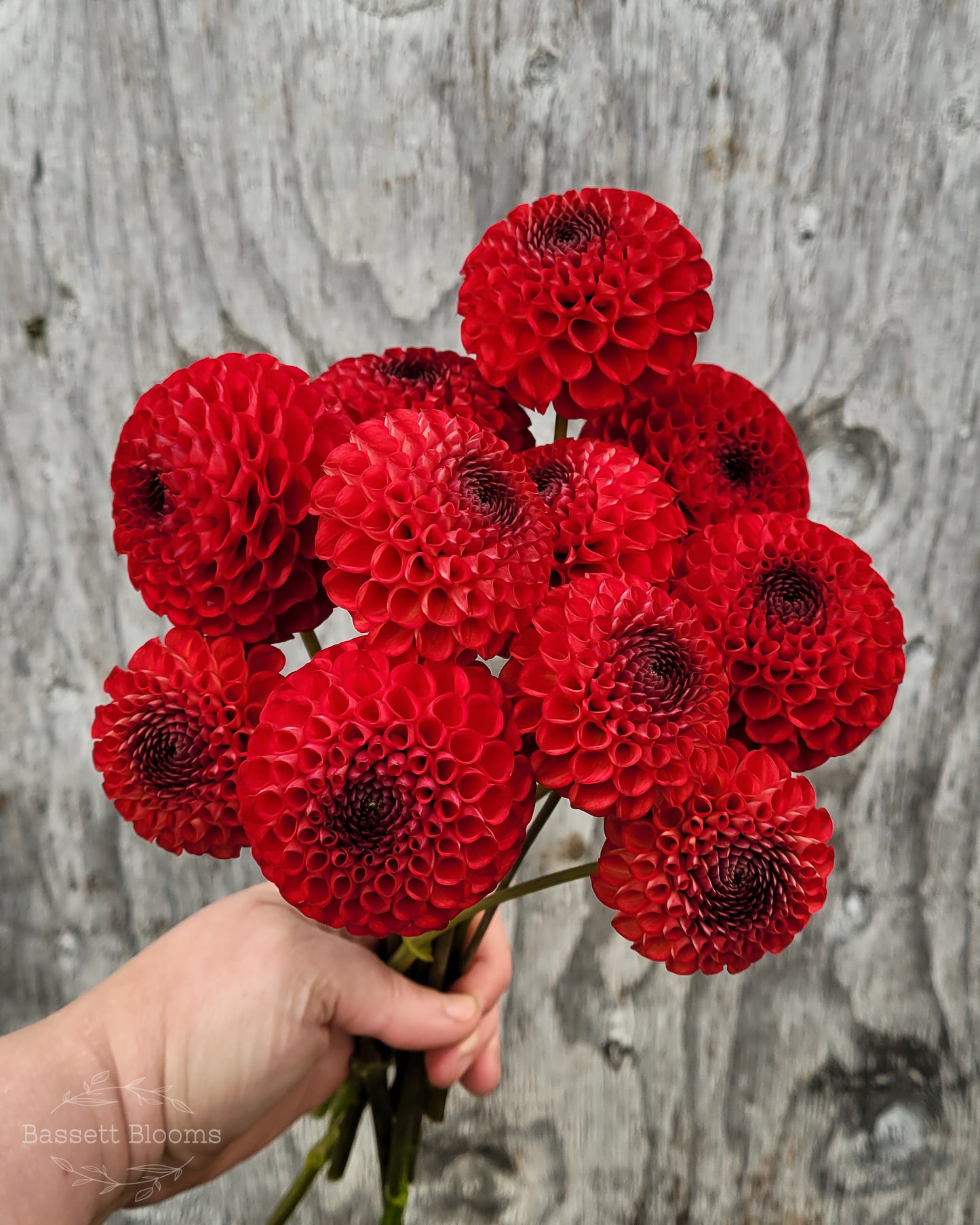 Bloomquist Paul Jr - Dahlia Tuber