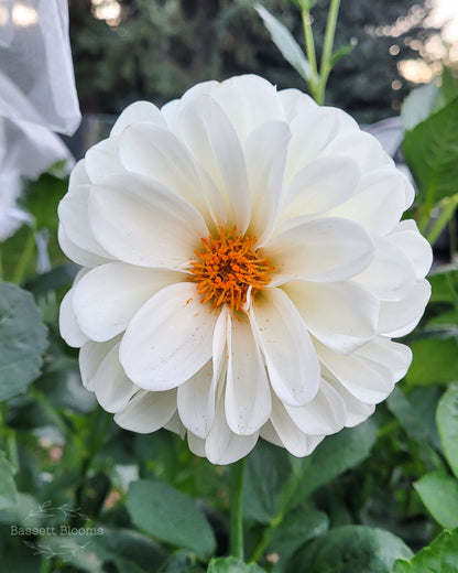 Boom Boom White - Dahlia Tuber