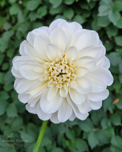 Boom Boom White - Dahlia Tuber