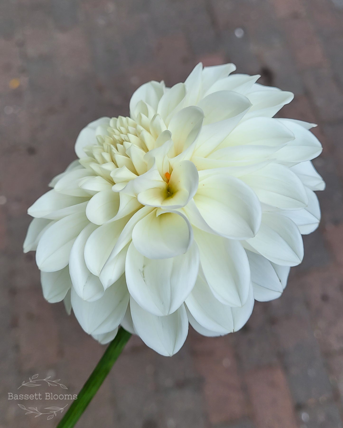 Boom Boom White - Dahlia Tuber