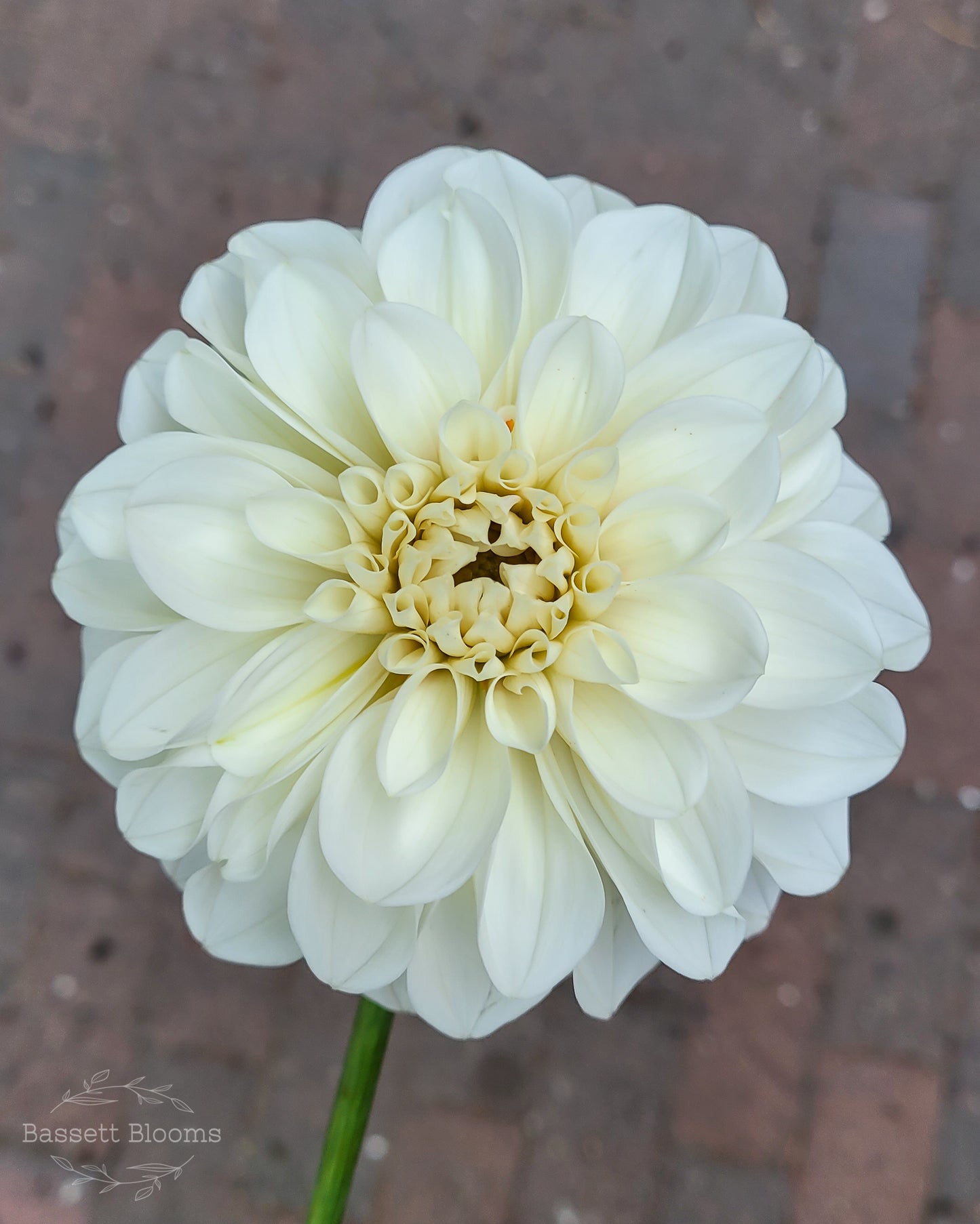 Boom Boom White - Dahlia Tuber