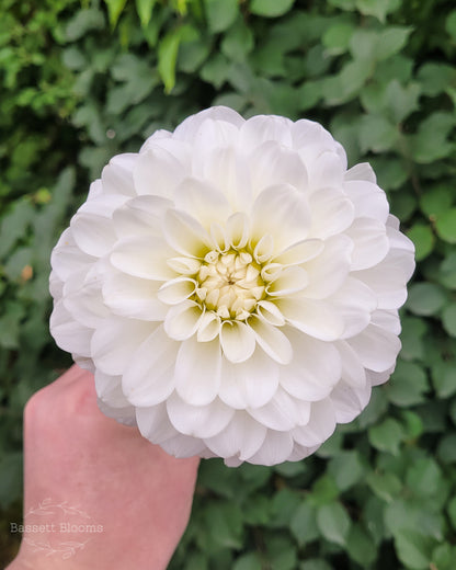 Bride To Be - Dahlia Tuber