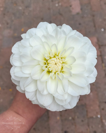 Bride To Be - Dahlia Tuber