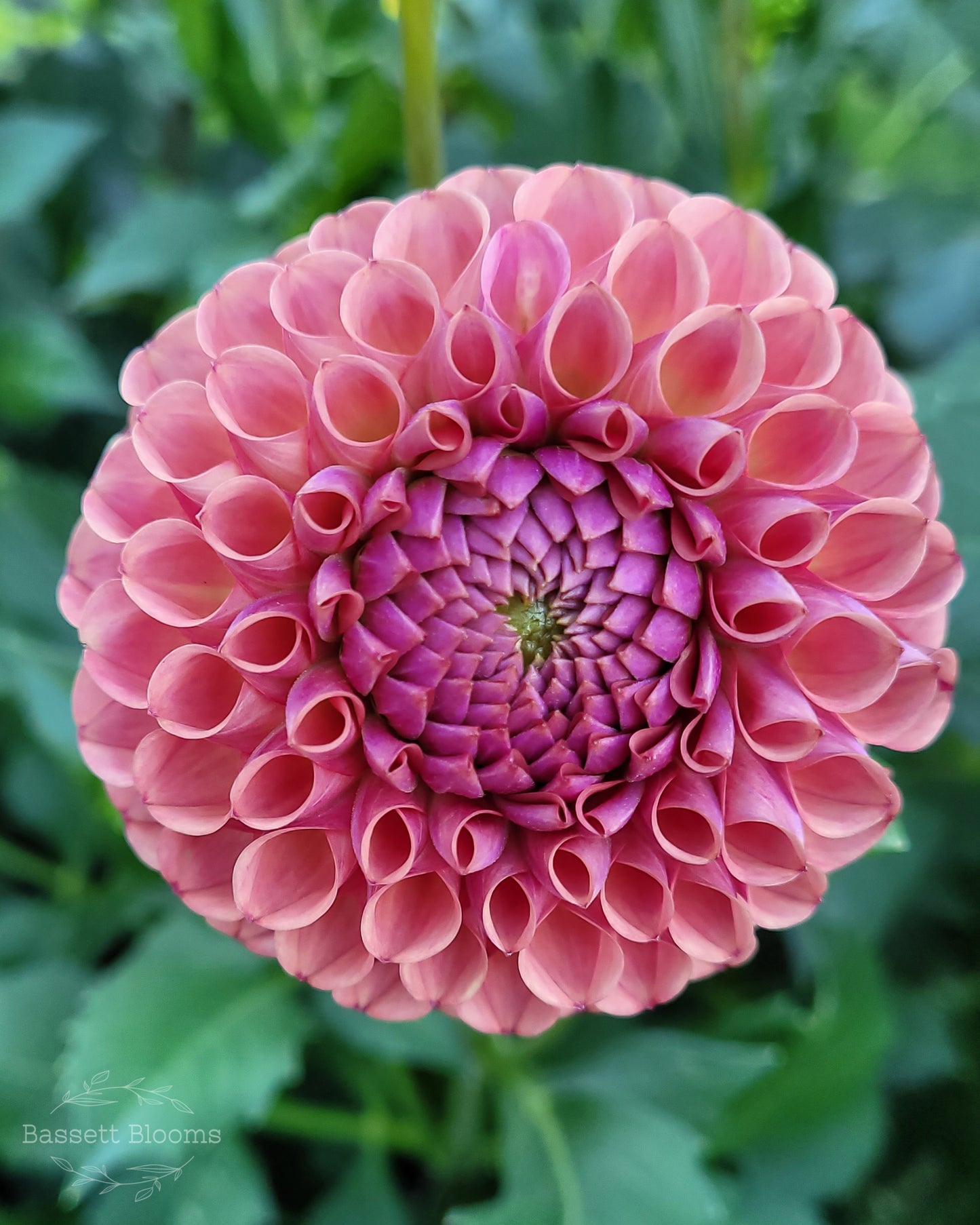 Caitlin's Joy - Dahlia Tuber