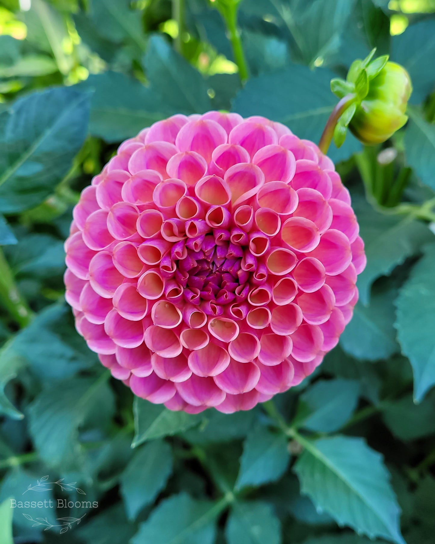 Caitlin's Joy - Dahlia Tuber