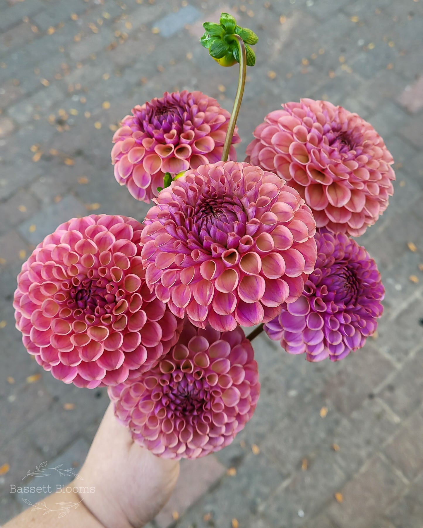 Caitlin's Joy - Dahlia Tuber