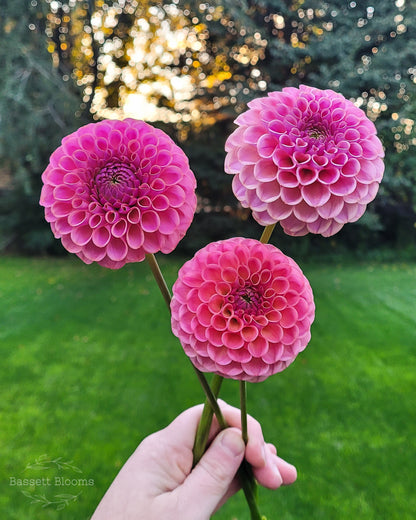 Caitlin's Joy - Dahlia Tuber