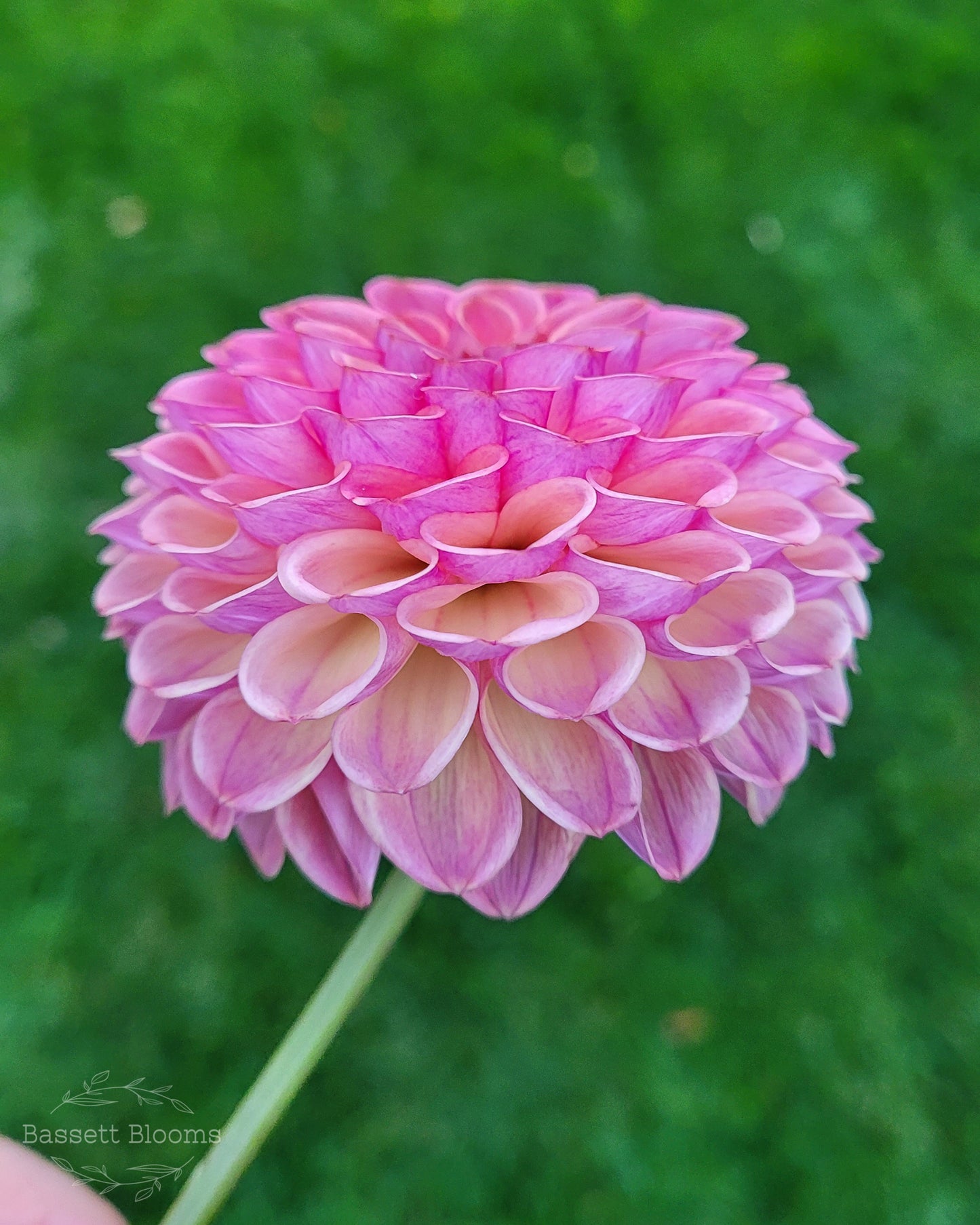 Caitlin's Joy - Dahlia Tuber