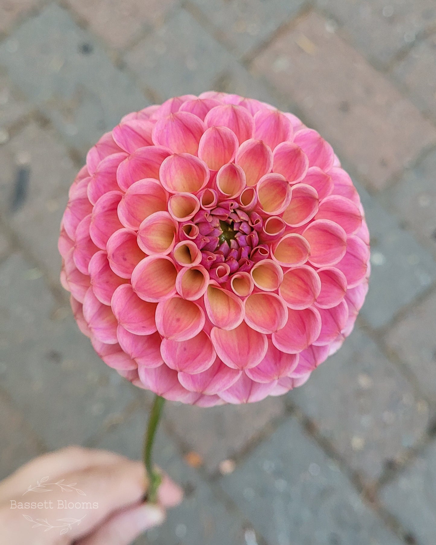 Caitlin's Joy - Dahlia Tuber