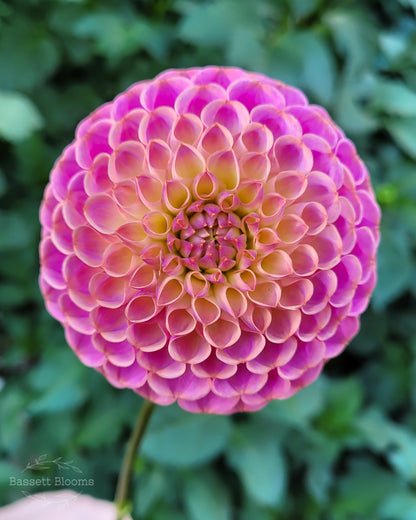 Caitlin's Joy - Dahlia Tuber