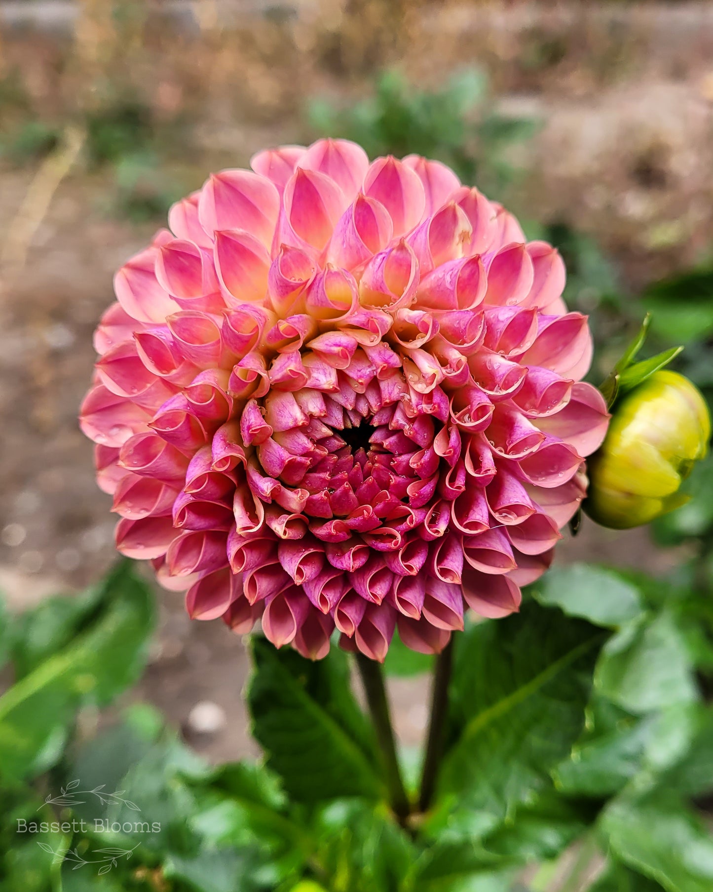 Caitlin's Joy - Dahlia Tuber