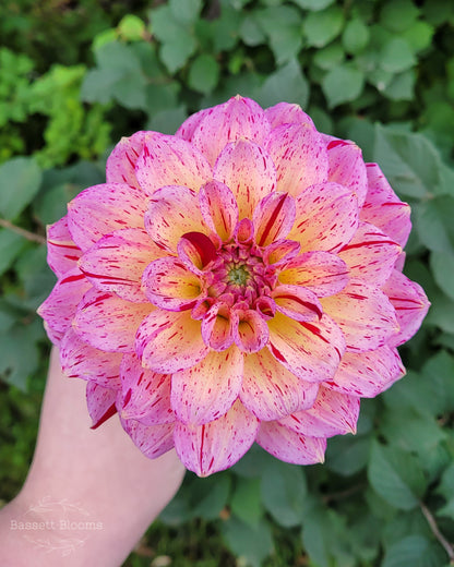 Carmen Fiesta - Dahlia Tuber