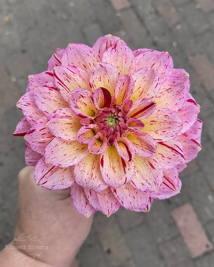 Carmen Fiesta - Dahlia Tuber