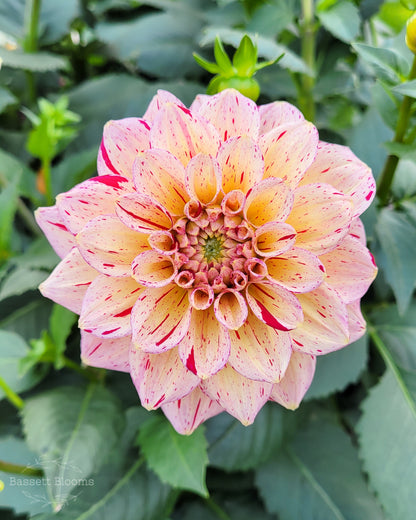 Carmen Fiesta - Dahlia Tuber