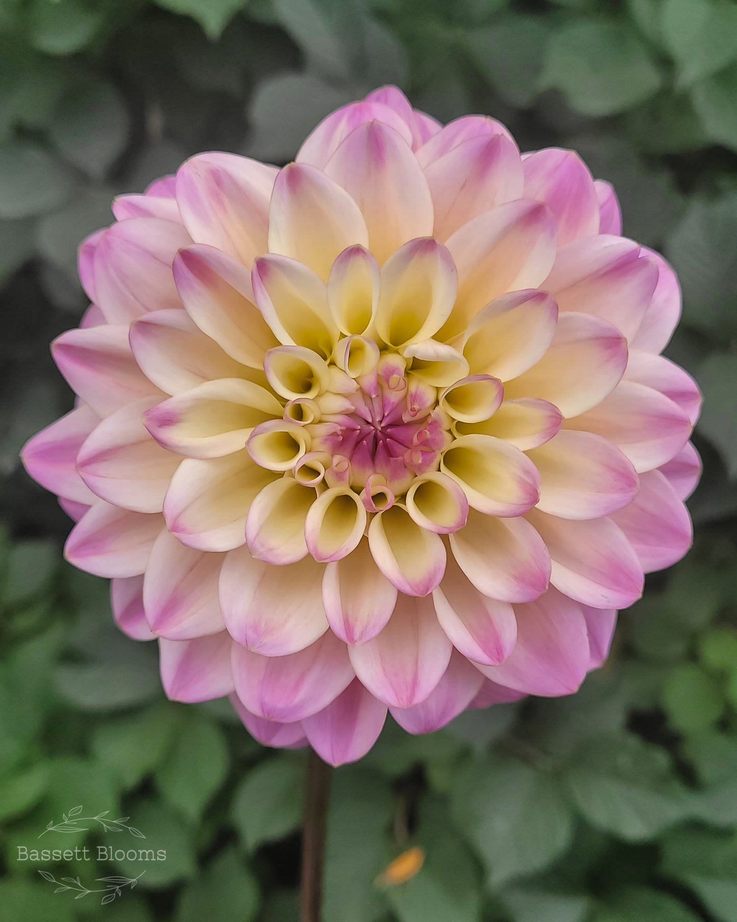 Coralie - Dahlia Tuber