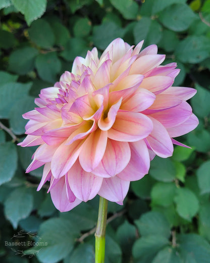 Coralie - Dahlia Tuber