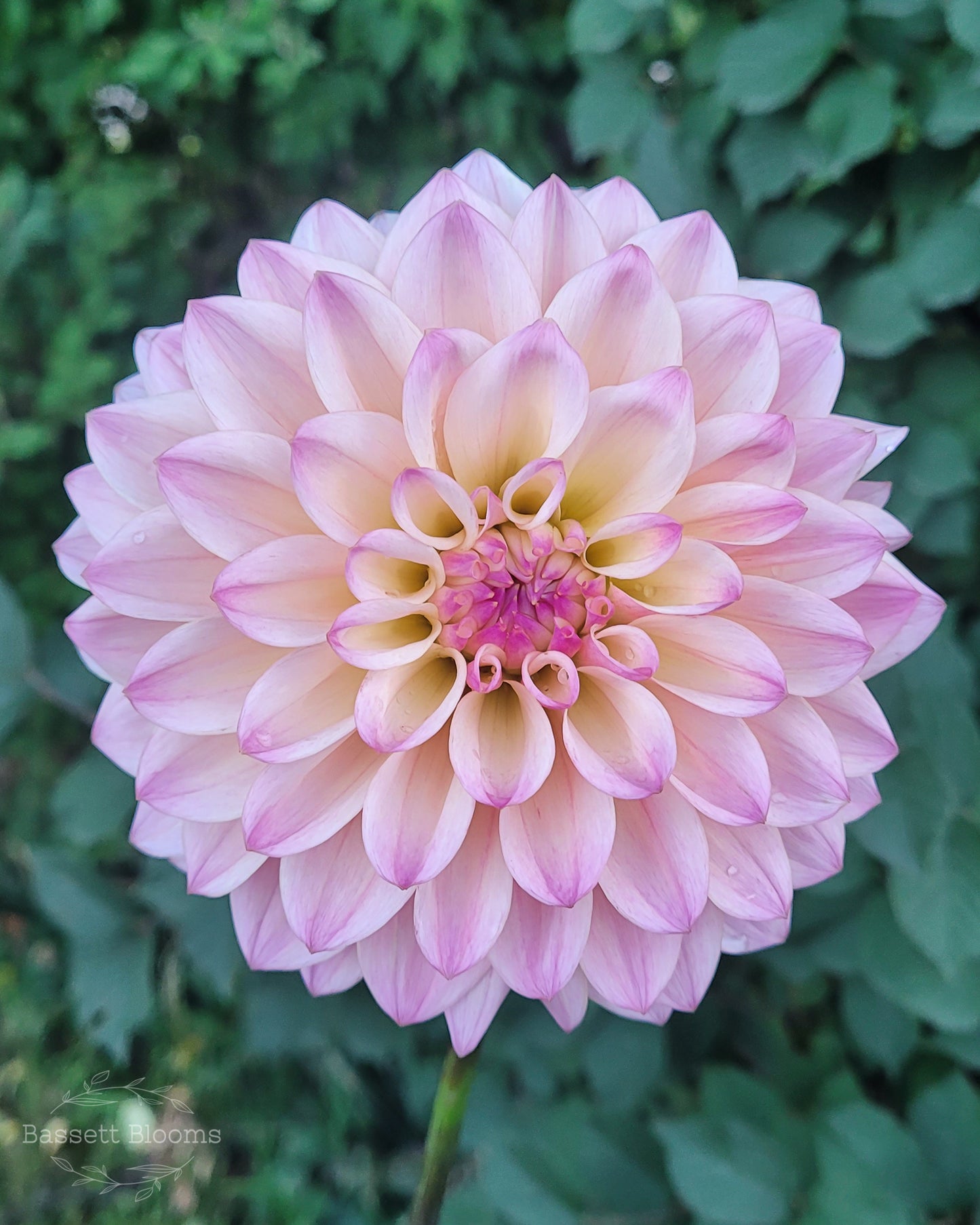 Coralie - Dahlia Tuber