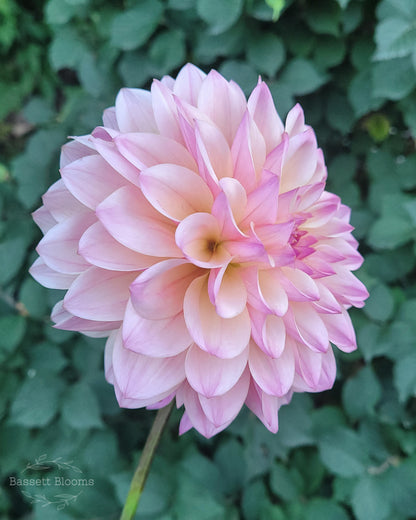 Coralie - Dahlia Tuber