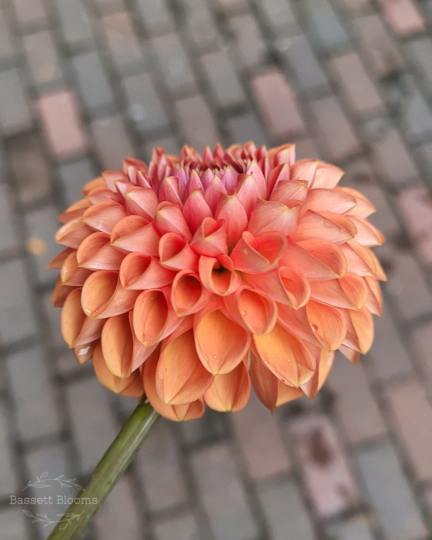 Cornel Bronze - Dahlia Tuber