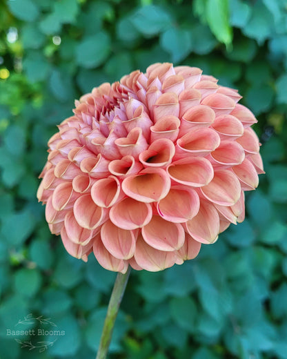 Cornel Bronze - Dahlia Tuber