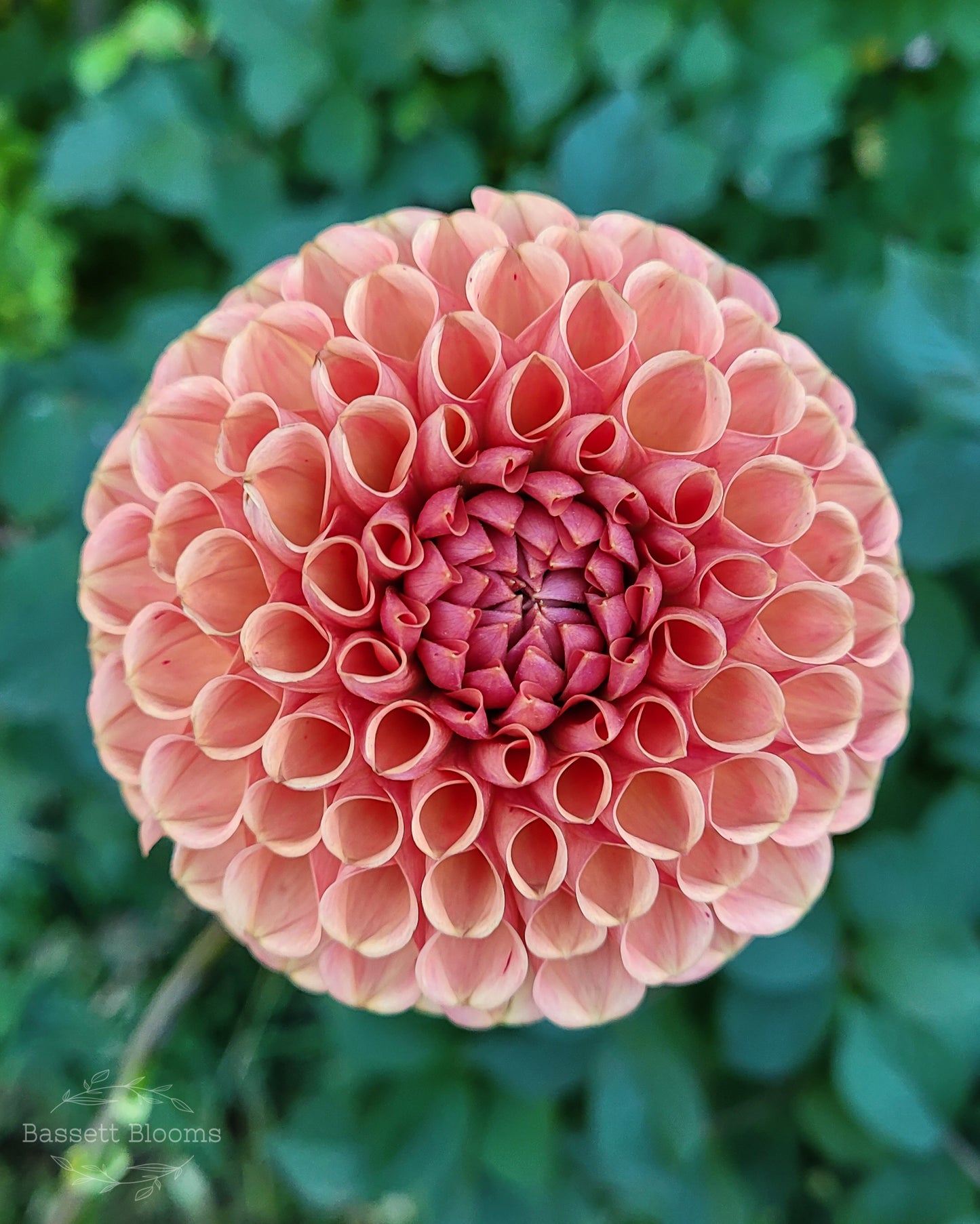 Cornel Bronze - Dahlia Tuber