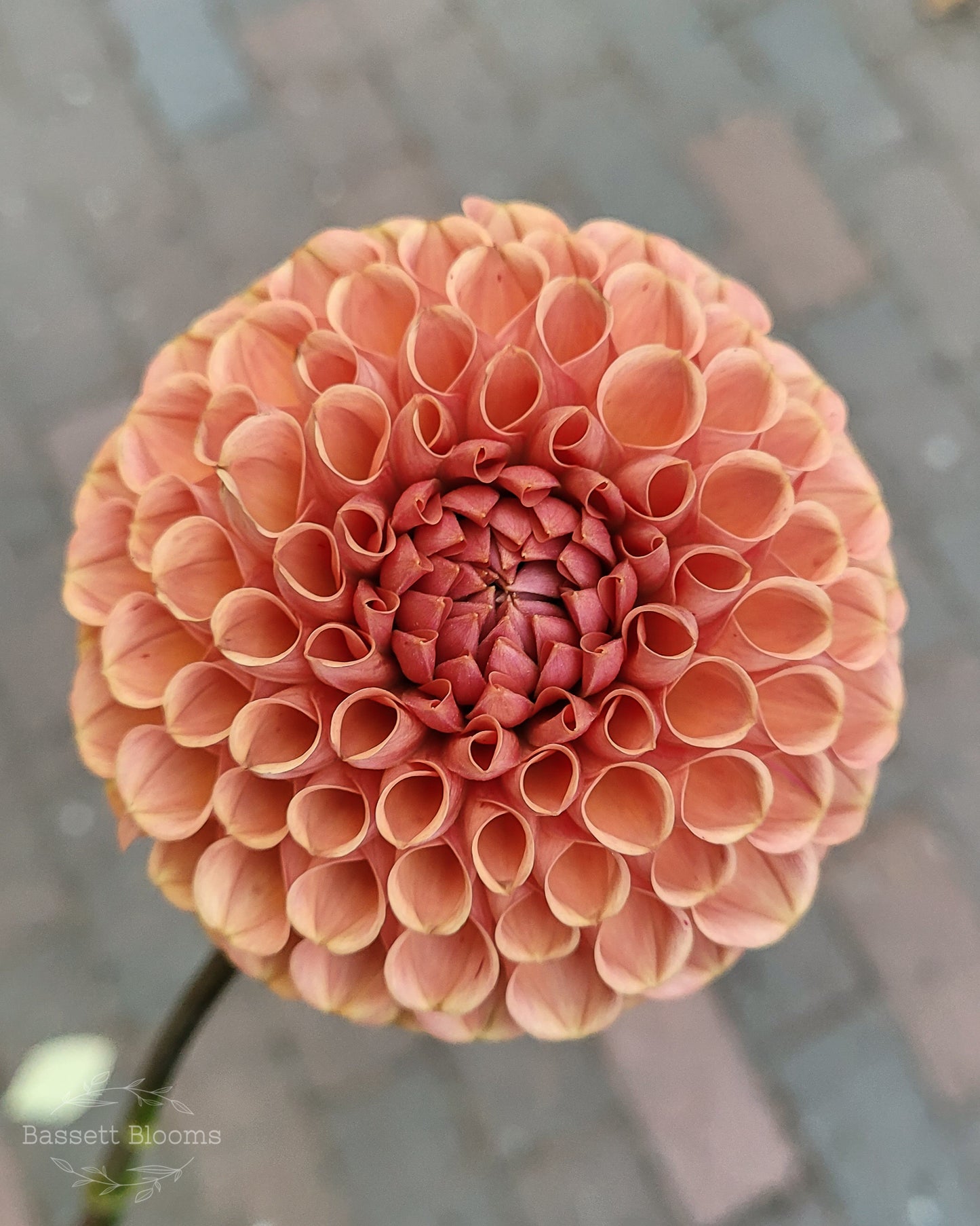 Cornel Bronze - Dahlia Tuber