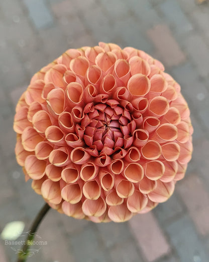 Cornel Bronze - Dahlia Tuber