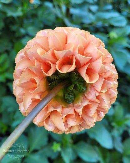 Cornel Bronze - Dahlia Tuber