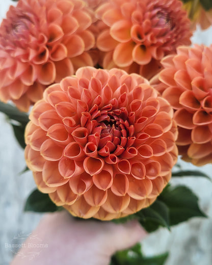 Cornel Bronze - Dahlia Tuber