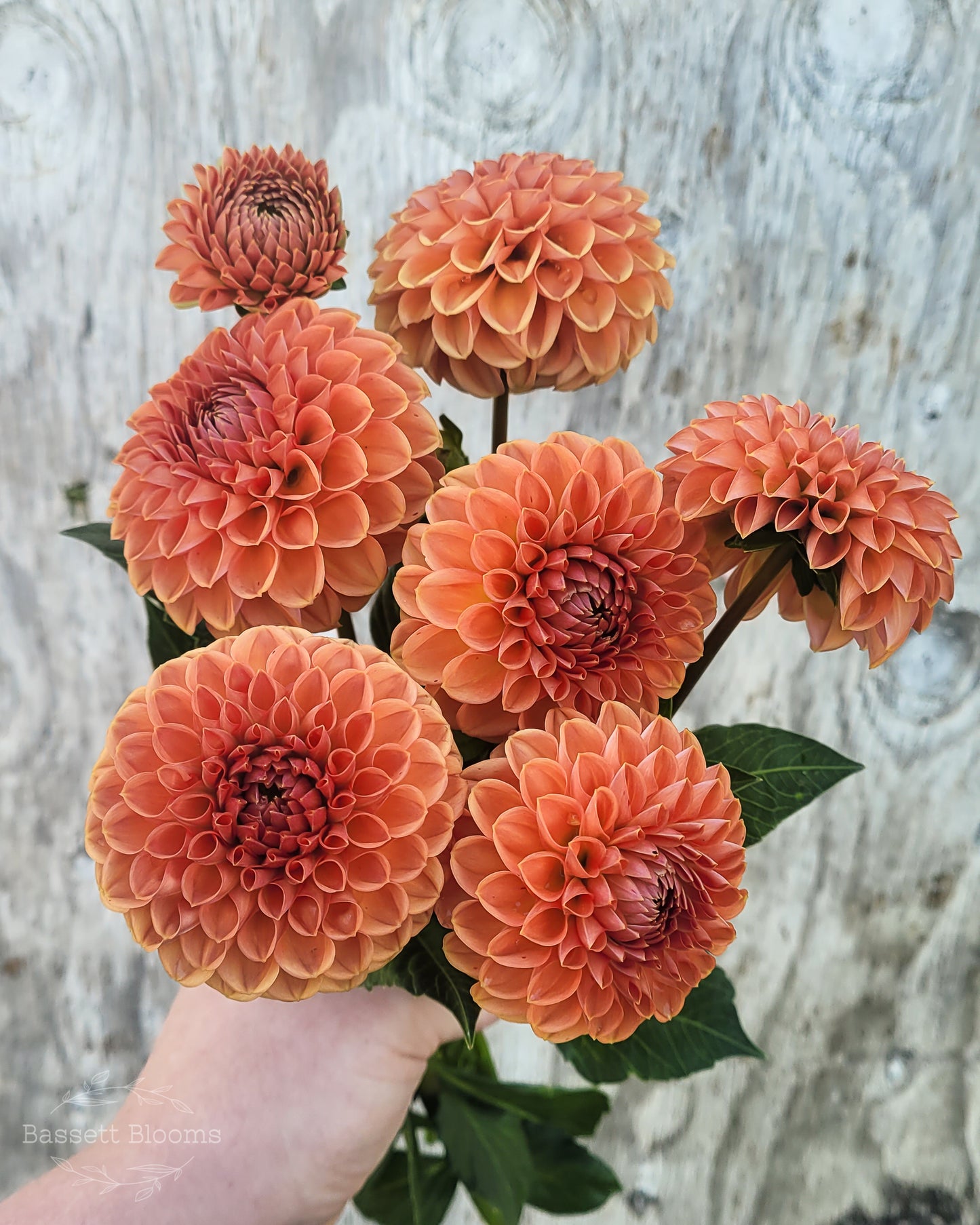 Cornel Bronze - Dahlia Tuber