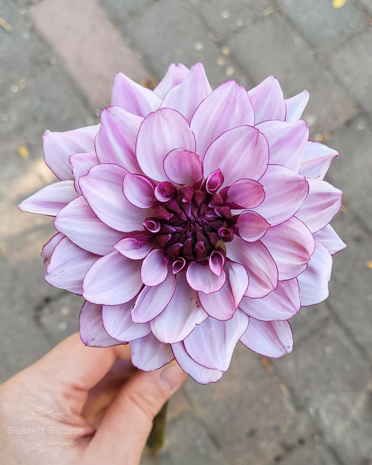 Creme de Cassis - Dahlia Tuber