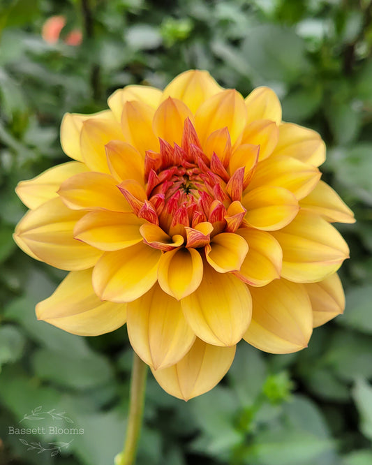 Creme de Cognac - Dahlia Tuber (Lenticels)