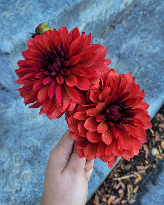 Danique - Dahlia Tuber (LIMIT 1)