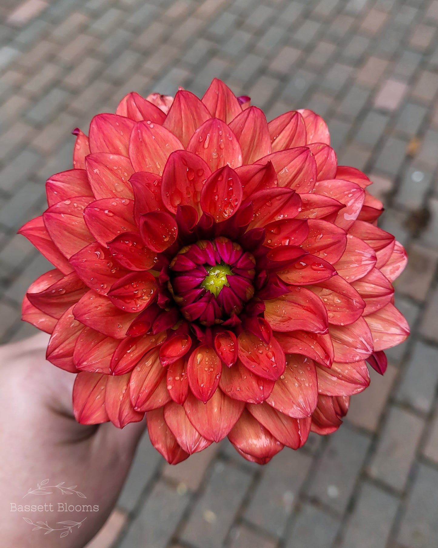 Danique - Dahlia Tuber (LIMIT 1)