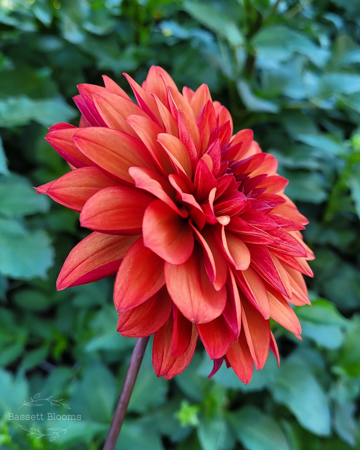 Danique - Dahlia Tuber (LIMIT 1)