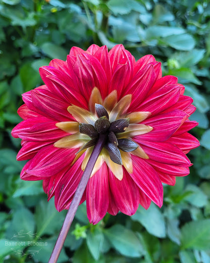 Danique - Dahlia Tuber (LIMIT 1)