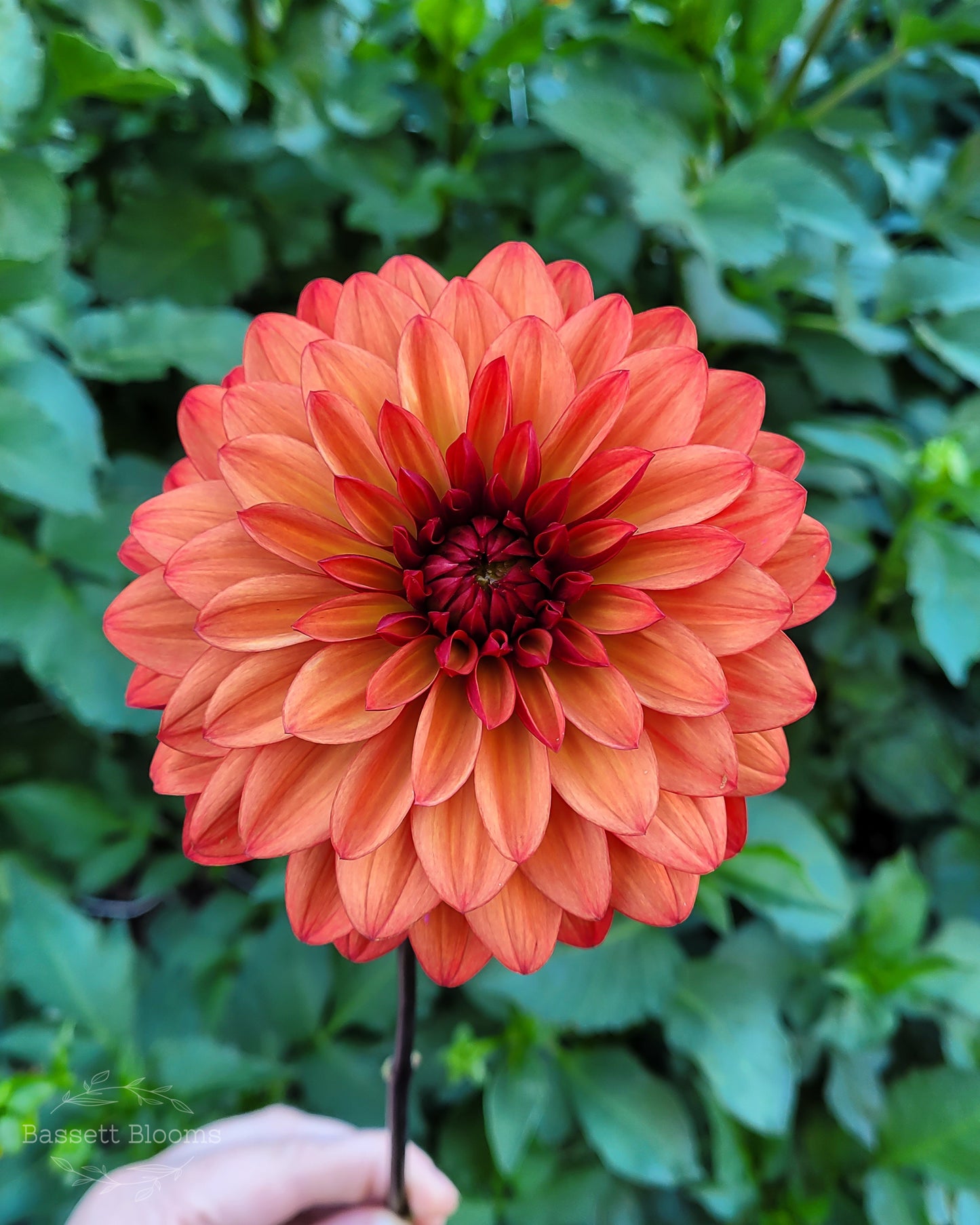 Danique - Dahlia Tuber (LIMIT 1)