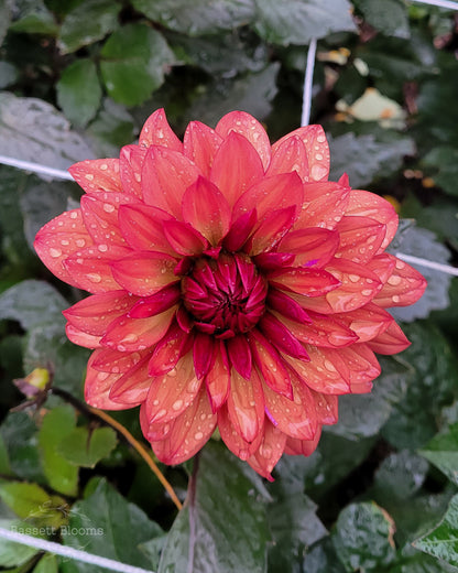 Danique - Dahlia Tuber (LIMIT 1)