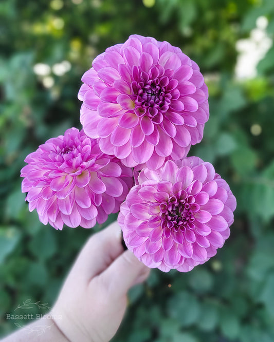 NOID Lavender Ball - Dahlia Tuber