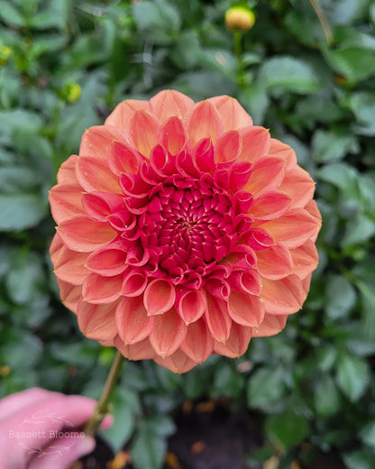 Ferncliff Apricot - Dahlia Tuber (LIMIT 1)