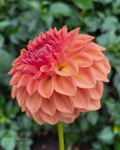 Ferncliff Apricot - Dahlia Tuber (LIMIT 1)