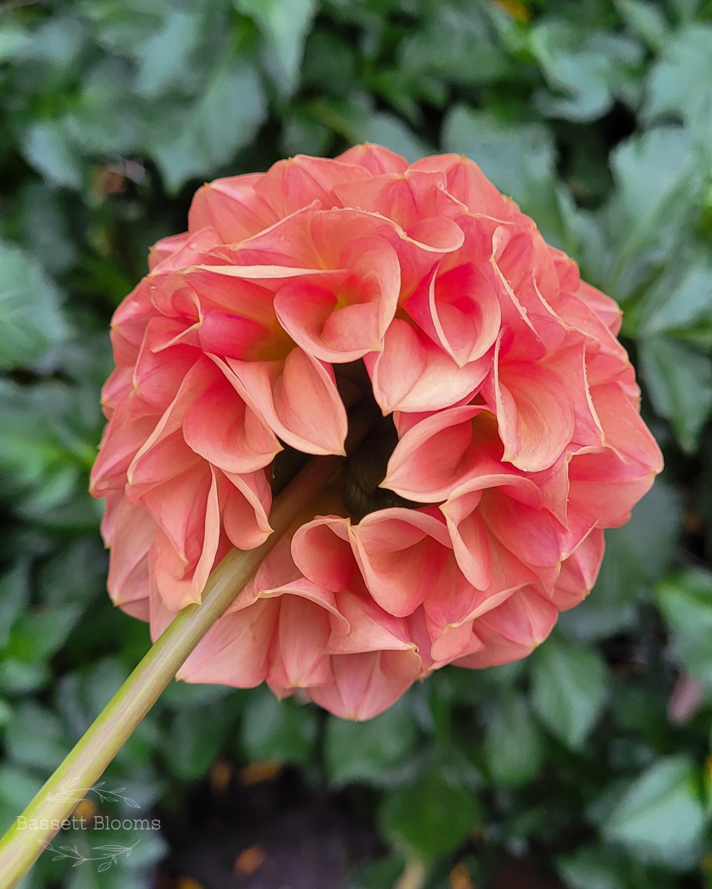 Ferncliff Apricot - Dahlia Tuber (LIMIT 1)