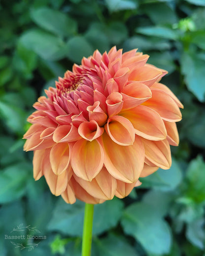 Ferncliff Apricot - Dahlia Tuber (LIMIT 1)