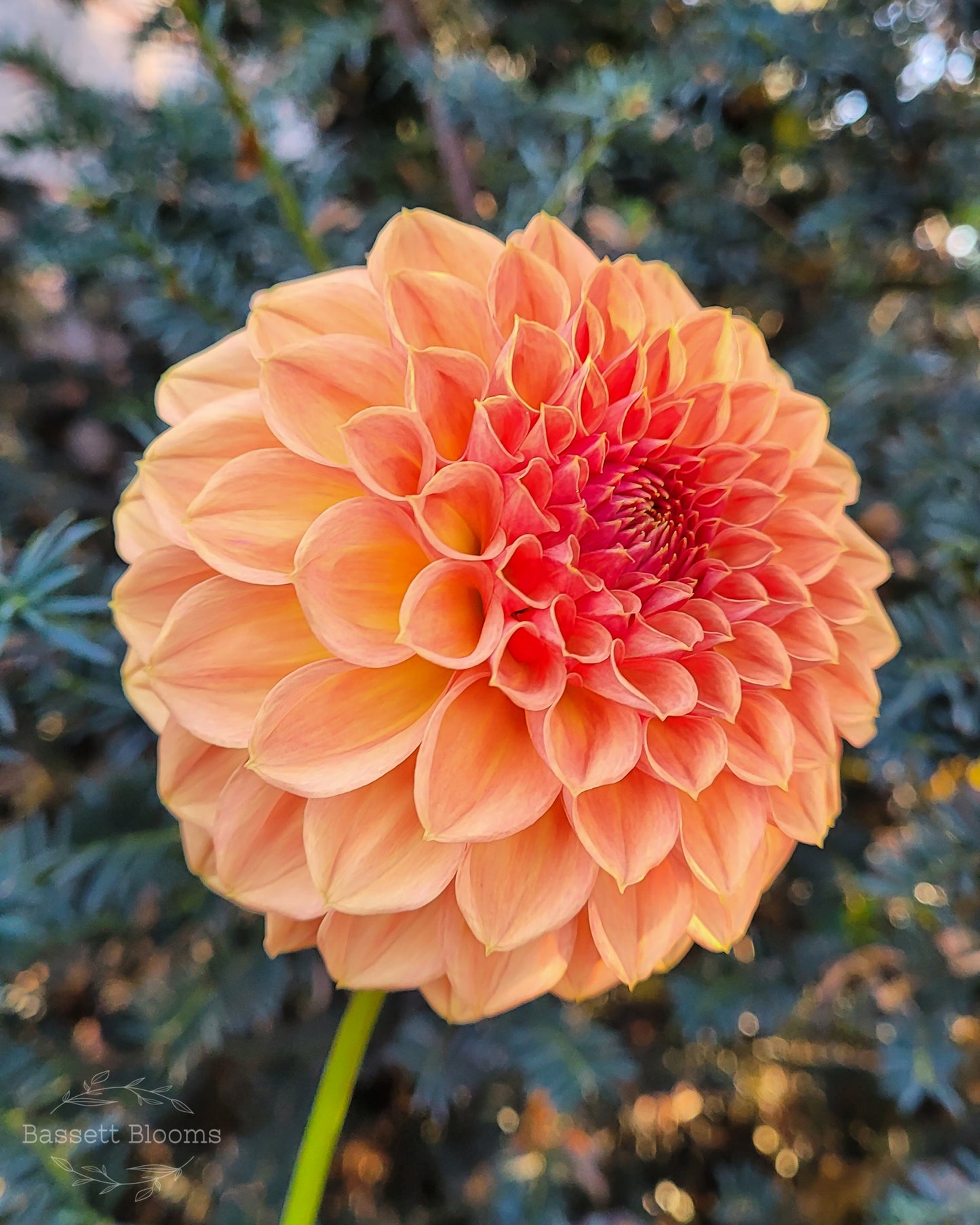 Ferncliff Apricot - Dahlia Tuber (LIMIT 1)