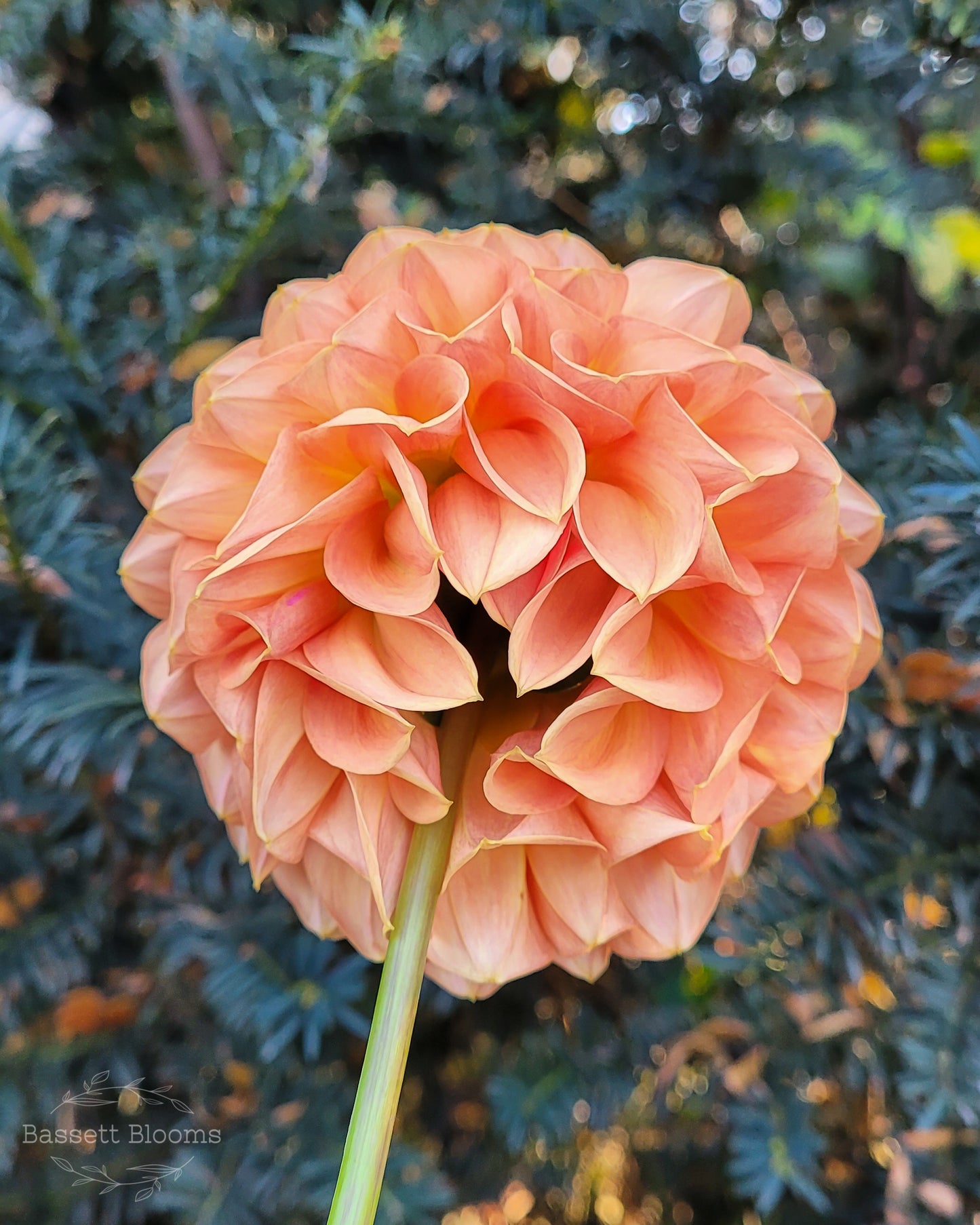 Ferncliff Apricot - Dahlia Tuber (LIMIT 1)