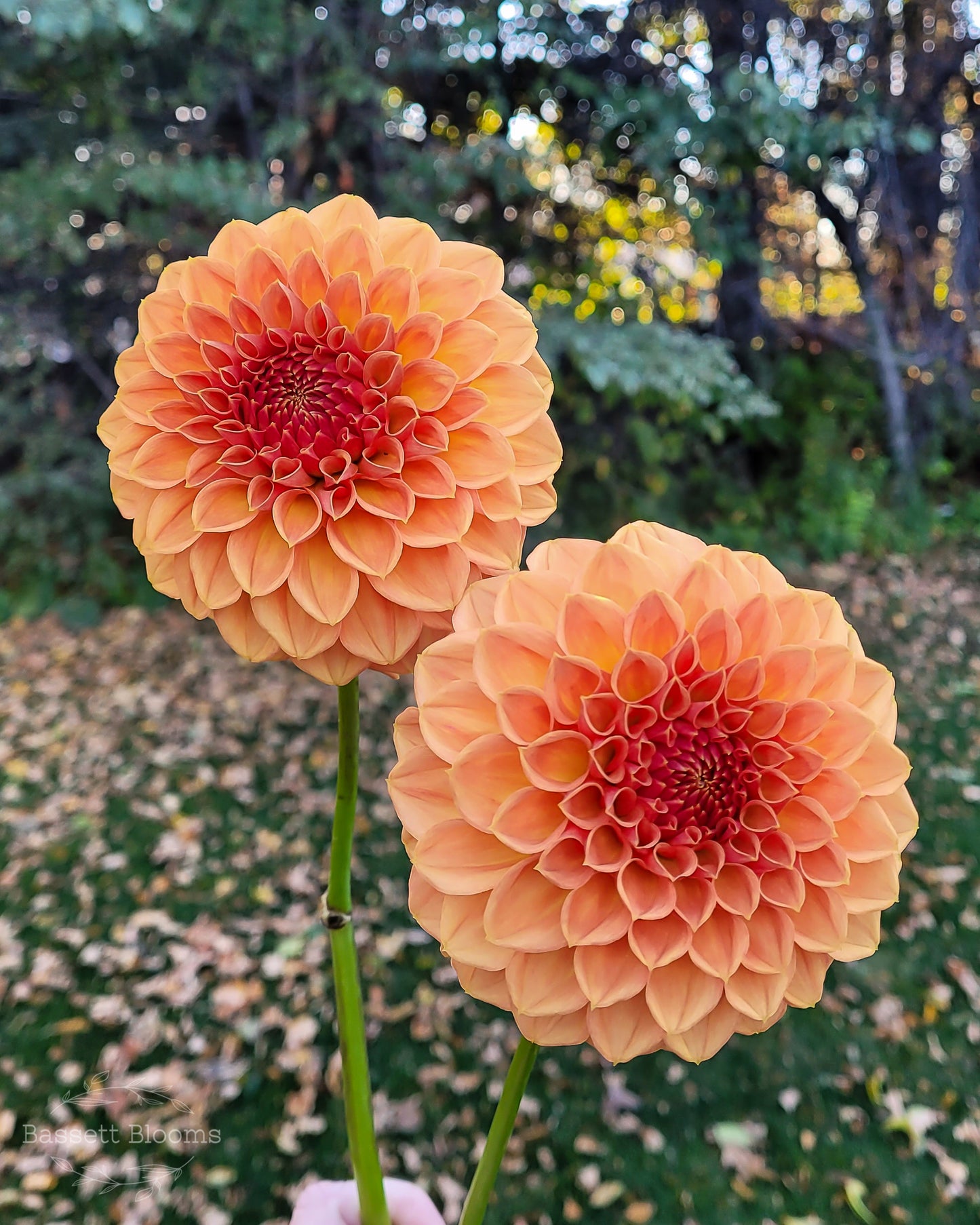 Ferncliff Apricot - Dahlia Tuber (LIMIT 1)